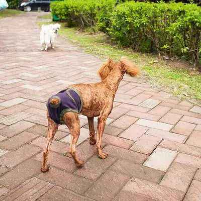 Opulent Elegance Lace-Trimmed Dog Diaper by Posh Paw Wear