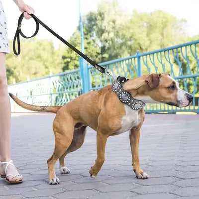 Didog Royal Pup Luxury Leather Collar & Lead Set