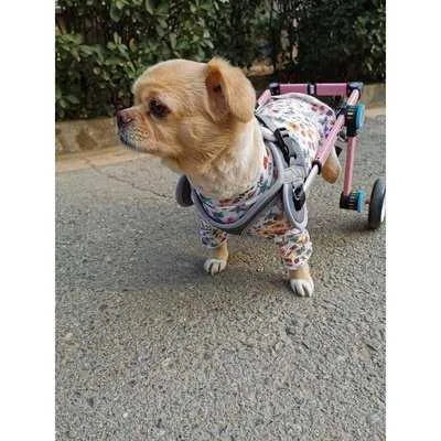 Luxury Mobile Sanctuary - Premium Hind Legs Dog Wheelchair