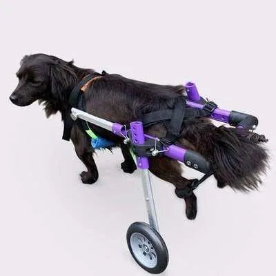 Regal Canine - Adjustable Purple Dog Wheelchair for Hind Leg Rehabilitation XS S