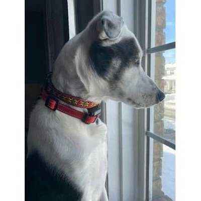Wholesale Durable Designer Dog Collar No.19m